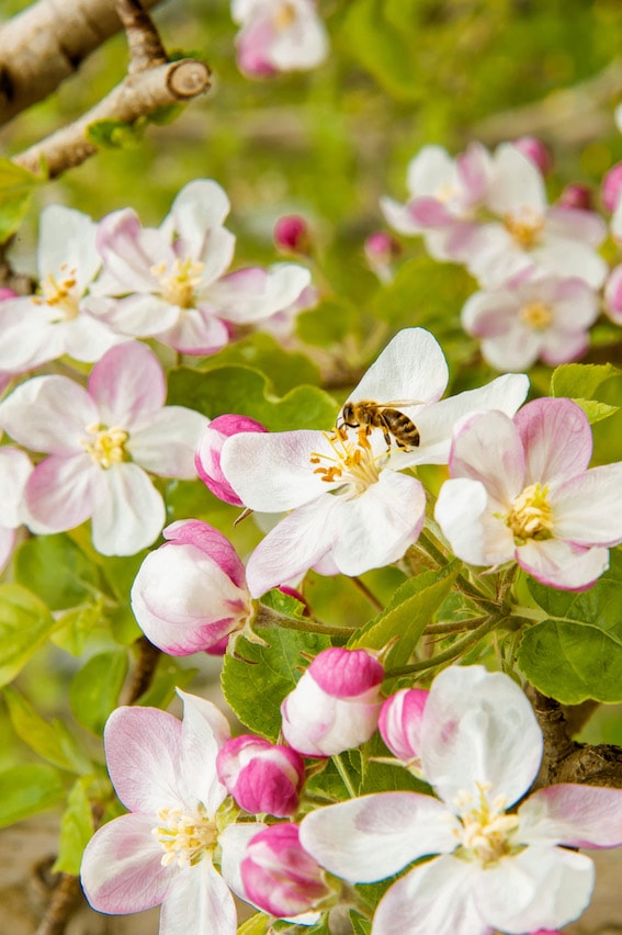 Abeja-flor-manzana Manzanas Marlene