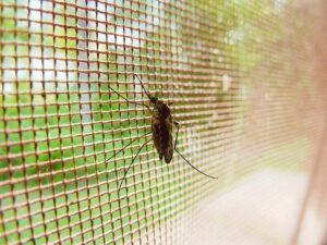  >thisisjustarandomplaceholder<Mosquito-Malaria | Iberian Press® 