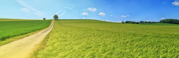 campo – IP