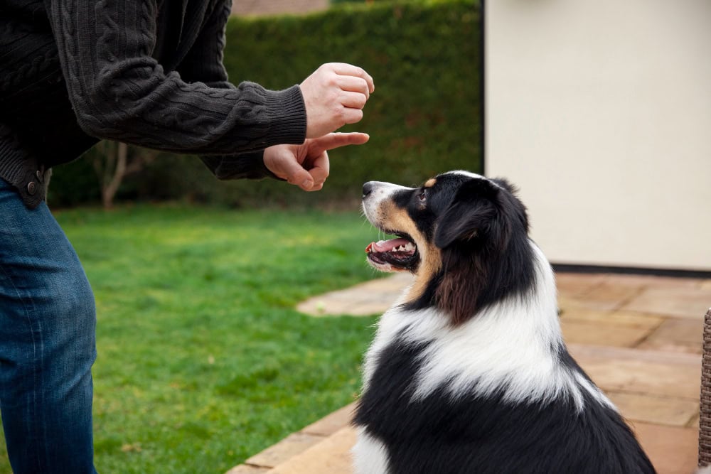 Person in a dark sweater giving a hand cue to a black, white, and tan Australian Shepherd during training in a backyard.